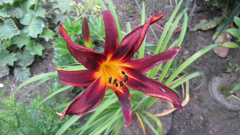 Photo of Daylily (Hemerocallis 'Black Plush') uploaded by queerbeet