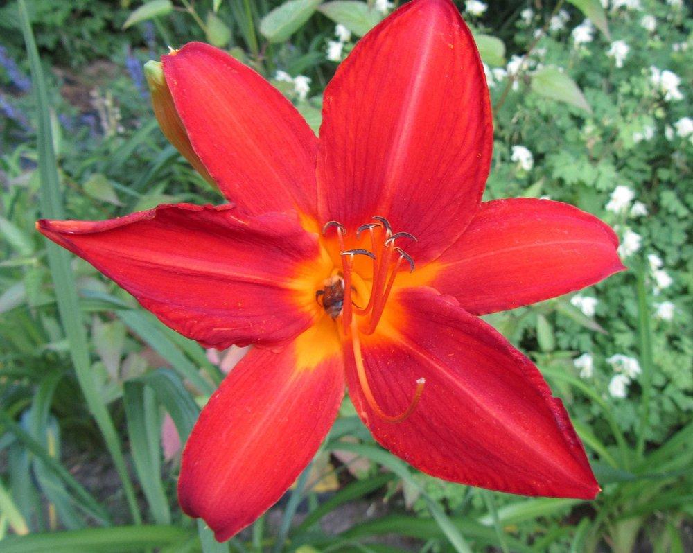 Photo of Daylily (Hemerocallis 'Jolly Hearts') uploaded by queerbeet