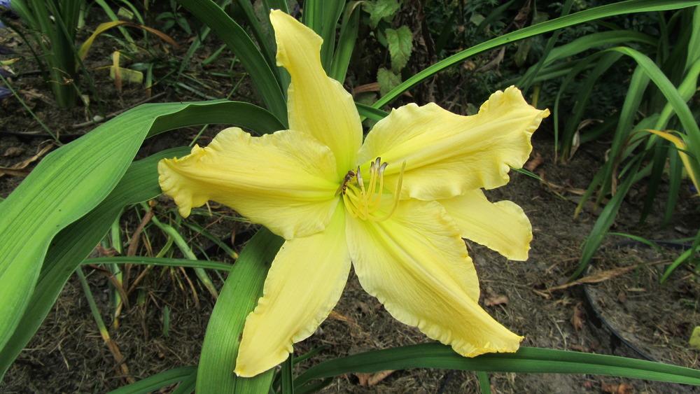 Photo of Daylily (Hemerocallis 'Mynelle's Starfish') uploaded by queerbeet