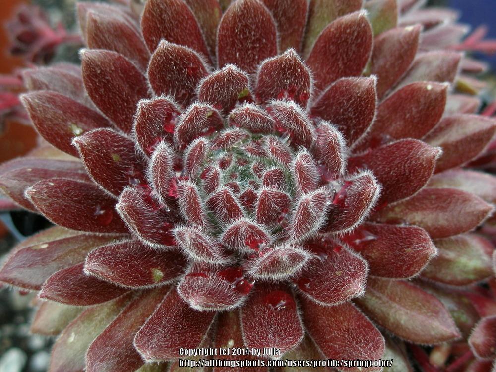 Photo of Hen and Chicks (Sempervivum 'Pacific Zoftic') uploaded by springcolor