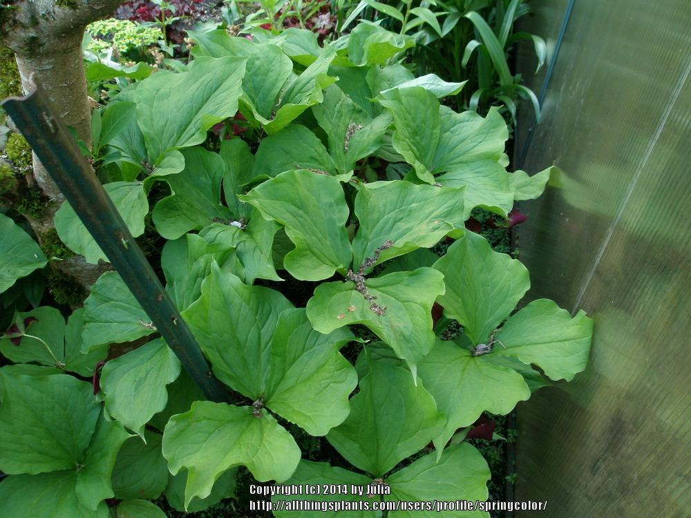 Photo of Trilliums (Trillium) uploaded by springcolor