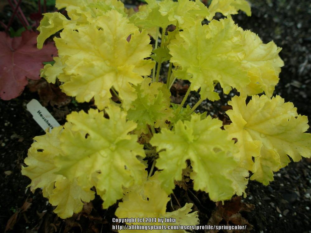 Photo of Coral Bells (Heuchera 'Lime Ruffles') uploaded by springcolor