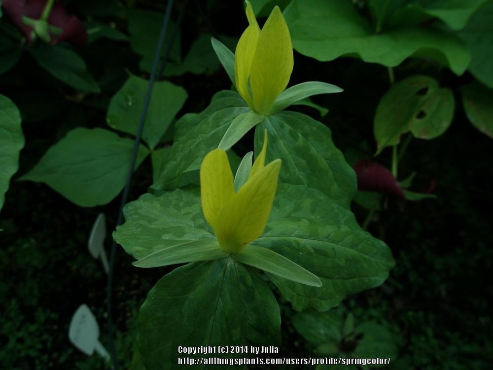 Photo of Trilliums (Trillium) uploaded by springcolor