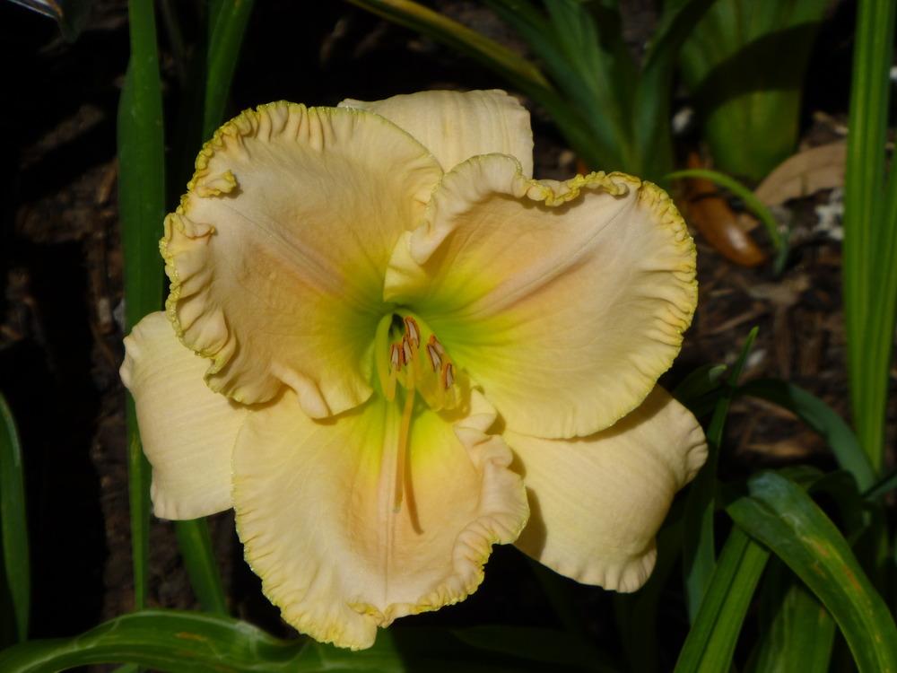 Photo of Daylily (Hemerocallis 'Aloha Hawaii') uploaded by tedsox09