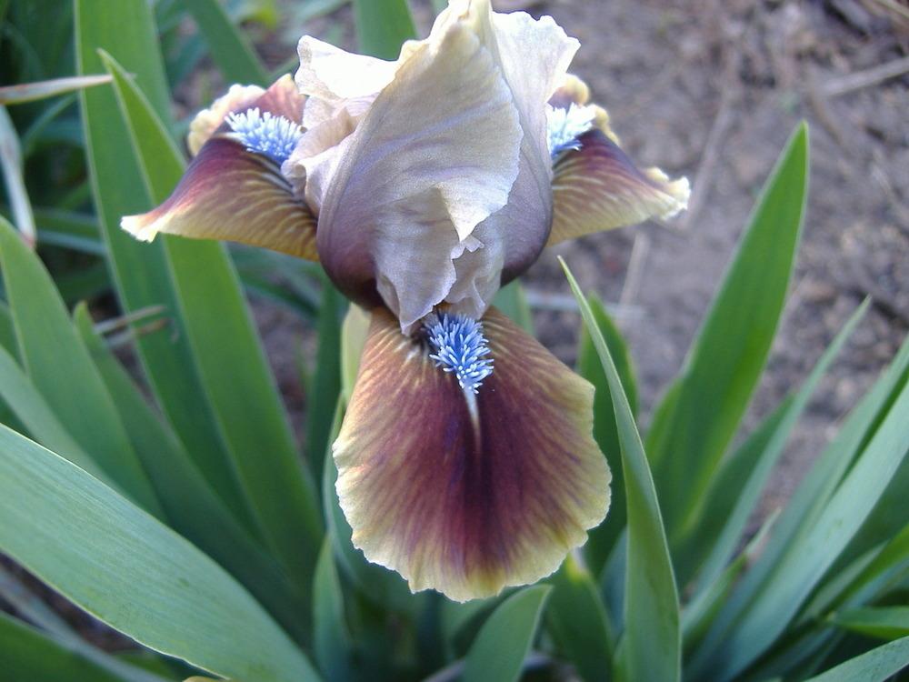 Photo of Standard Dwarf Bearded Iris (Iris 'Casper's Shadow') uploaded by tveguy3