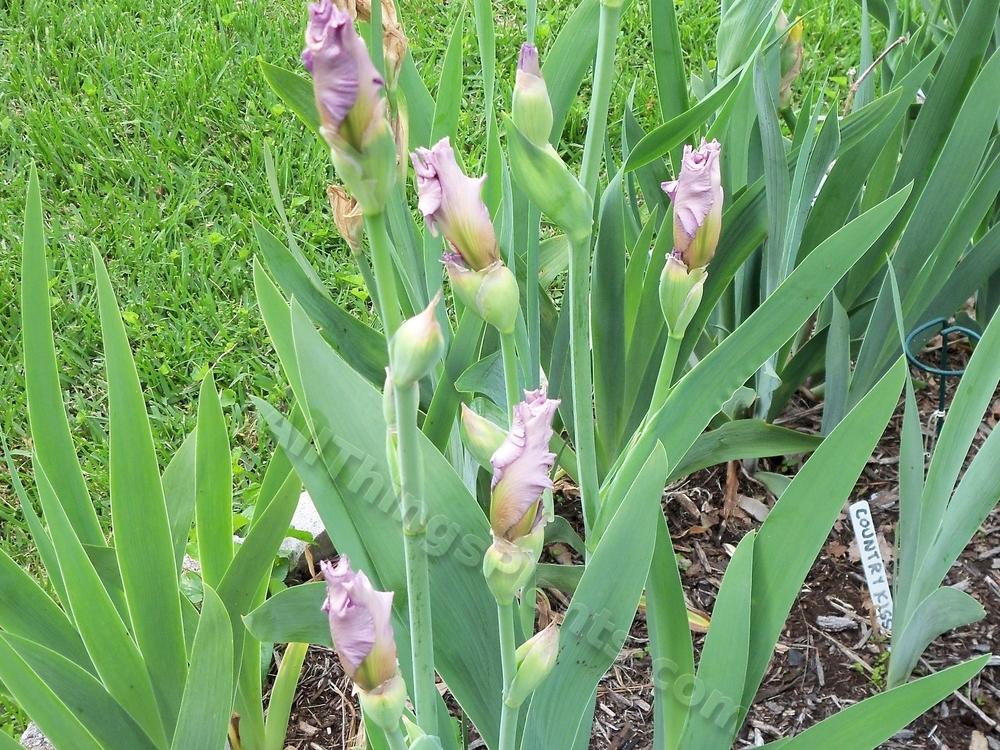 Photo of Tall Bearded Iris (Iris 'Celebration Song') uploaded by virginiarose