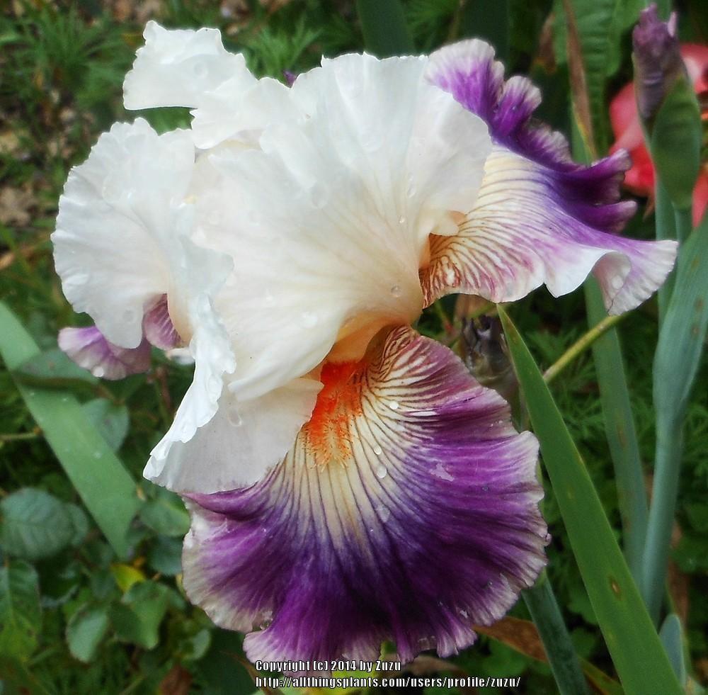 Photo of Tall Bearded Iris (Iris 'Pop Idol') uploaded by zuzu