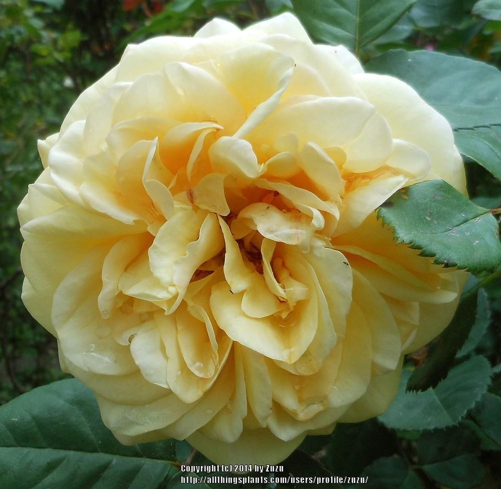 Photo of Rose (Rosa 'Yellow Charles Austin') uploaded by zuzu
