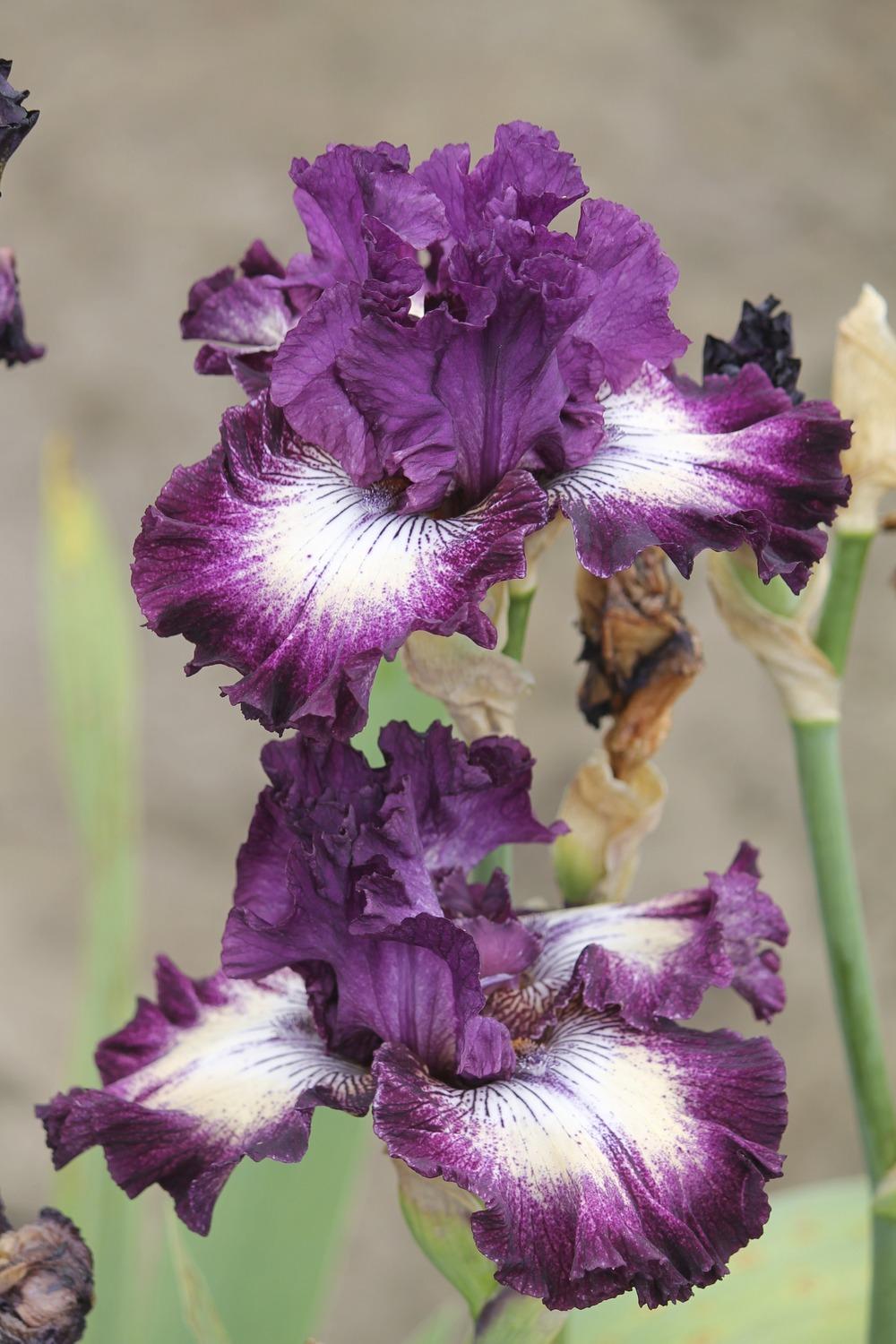 Photo of Tall Bearded Iris (Iris 'First Pick') uploaded by ARUBA1334