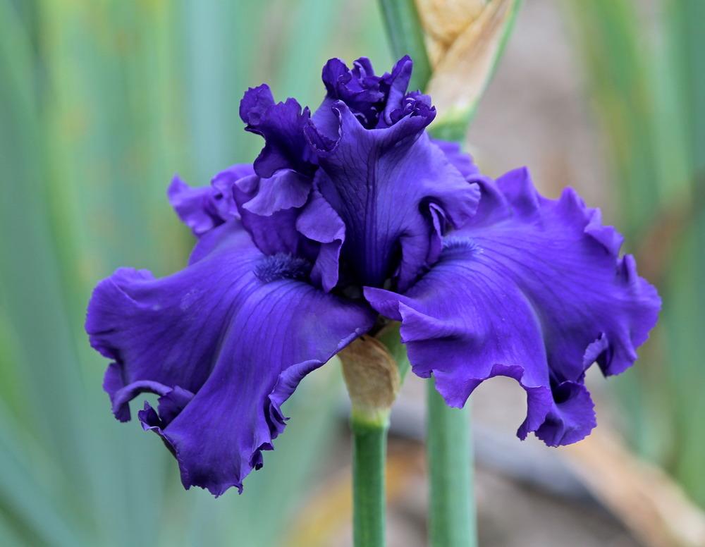 Photo of Tall Bearded Iris (Iris 'Blued Indigo') uploaded by ARUBA1334
