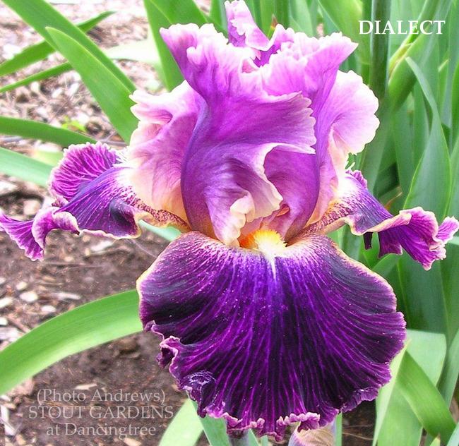 Photo of Tall Bearded Iris (Iris 'Dialect') uploaded by Calif_Sue