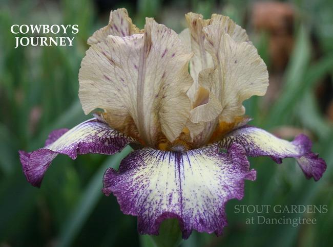 Photo of Tall Bearded Iris (Iris 'Cowboy's Journey') uploaded by Calif_Sue