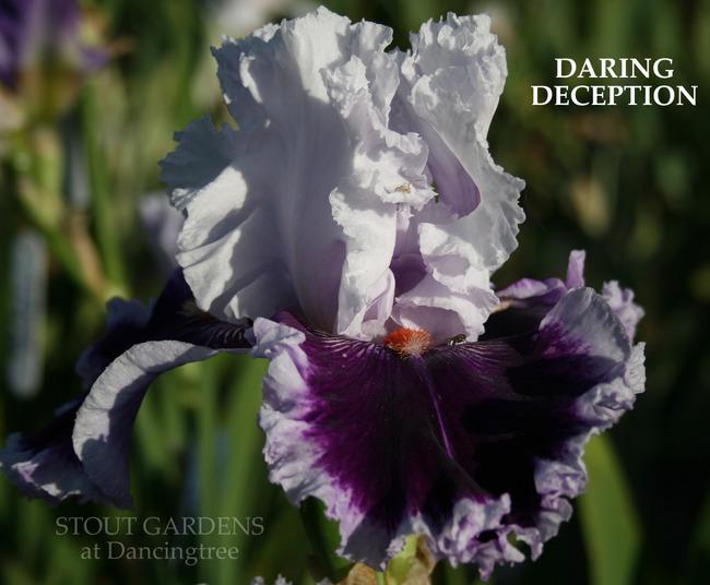 Photo of Tall Bearded Iris (Iris 'Daring Deception') uploaded by Calif_Sue