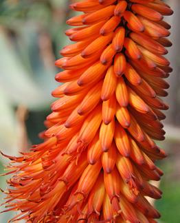 Photo of Bitter Aloe (Aloe ferox) uploaded by Calif_Sue