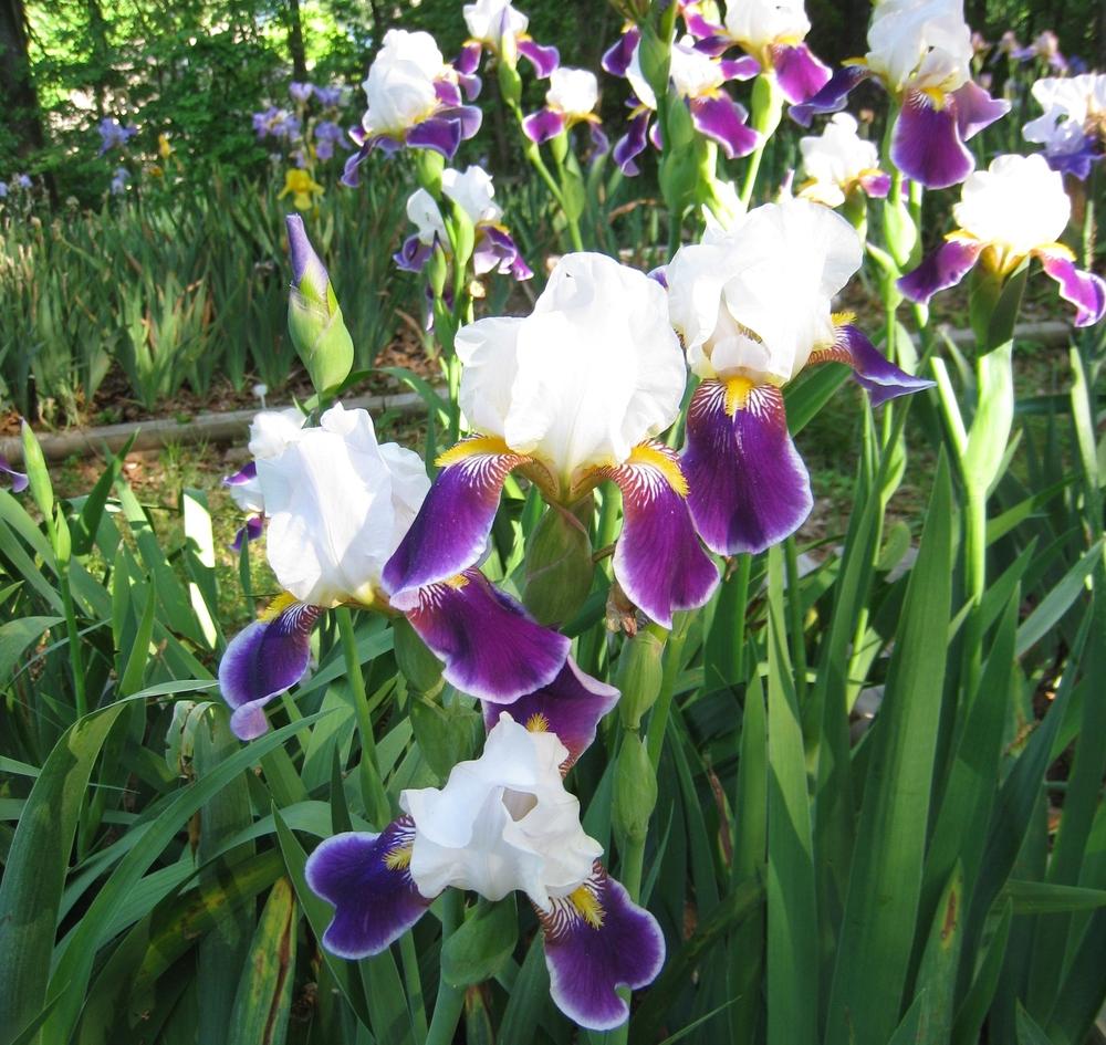 Photo of Tall Bearded Iris (Iris 'Wabash') uploaded by Dodecatheon3