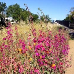 Location: Laguna Springs Parkway, Elk Grove, CA
Date: 2014-5-11
Beautiful flowers lighting up the parkway