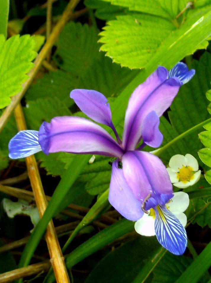 Photo of Species Iris (Iris graminea) uploaded by Heart2Heart