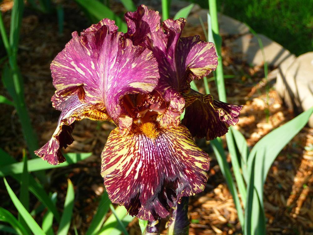 Photo of Tall Bearded Iris (Iris 'Bewilderbeast') uploaded by Lestv