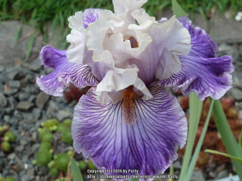 Photo of Tall Bearded Iris (Iris 'Reckless in Denim') uploaded by Patty