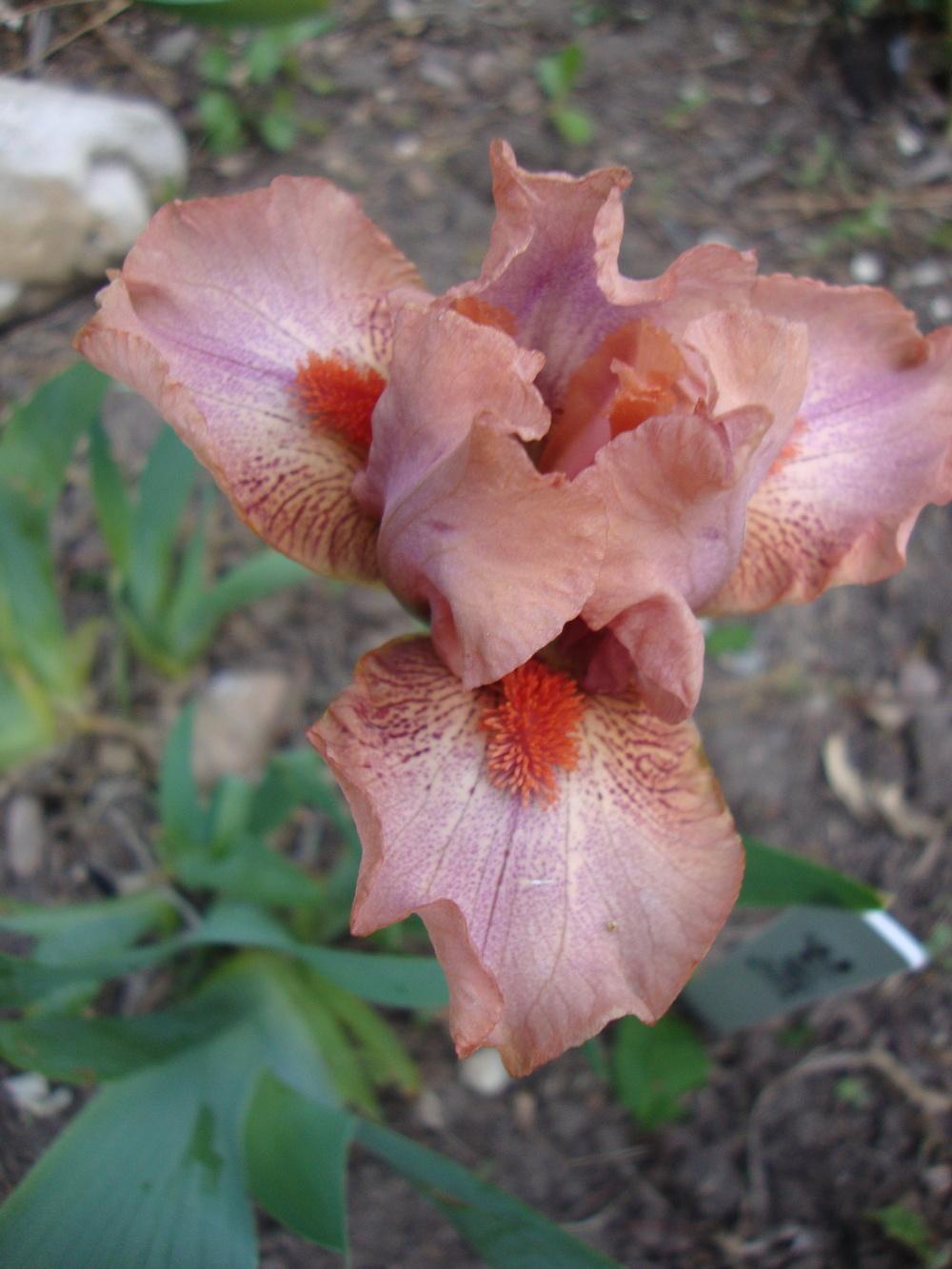 Photo of Standard Dwarf Bearded Iris (Iris 'Ignite') uploaded by Paul2032