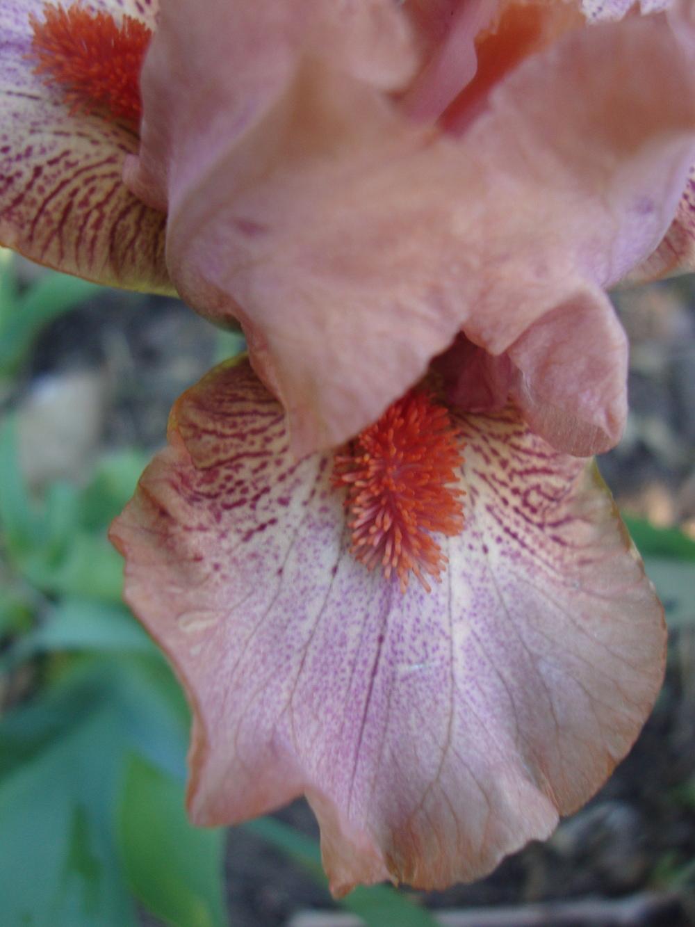 Photo of Standard Dwarf Bearded Iris (Iris 'Ignite') uploaded by Paul2032