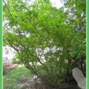 This is an understory shrub that does NOT produce fruit. I grow i