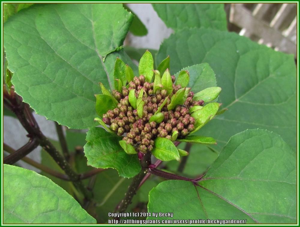 Photo of Cashmere Bouquet (Clerodendrum bungei) uploaded by beckygardener