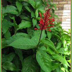 Location: Sebastian, Florida
Date: 2014-05-11
This is the #1 plant that attracts hummingbirds to my yard. Easy 