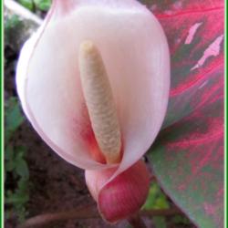 Location: Sebastian, Florida
Date: 2014-05-11
This plant has a very unusual looking bloom. When pollinated, it 