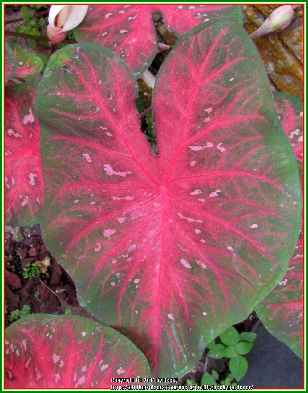 Photo of Fancy-leaf Caladium (Caladium 'Red Flash') uploaded by beckygardener