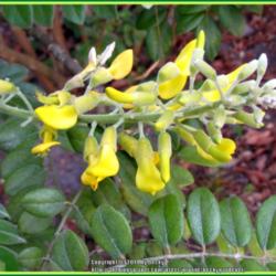 Location: Sebastian, Florida
Date: 2014-05-11
Unusual blooms that seem to be pollinated by hummingbirds and pos