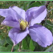 A large flowering clematis. The blooms fade over several days to 