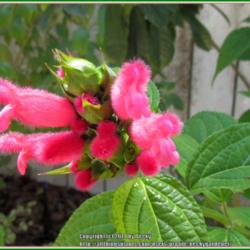 Location: Sebastian, Florida
Date: 2014-04-27
I love the fuzzy blooms on this salvia! So do the bumble bees and
