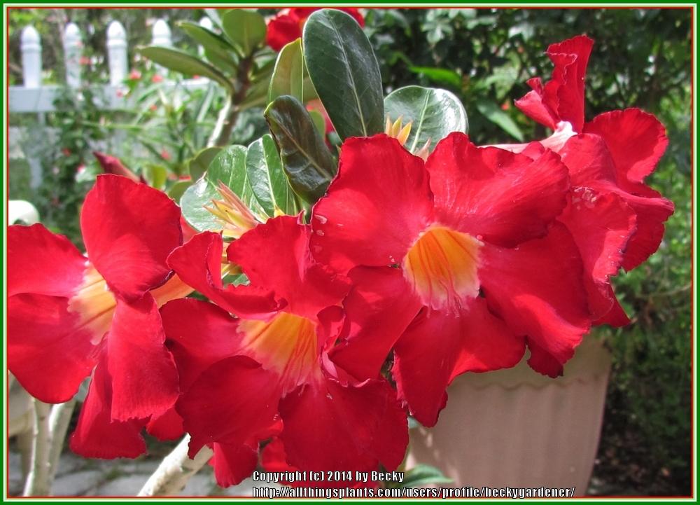 Photo of Desert Rose (Adenium obesum) uploaded by beckygardener