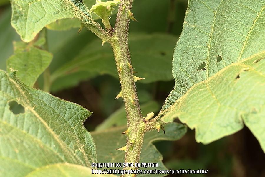Photo of Solanum uploaded by bonitin
