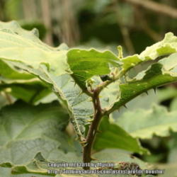 Location: Atlantic Forest, Paraty, SE Brazil
Date: 2013-12-22
Solanum sp.4