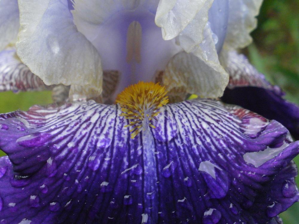 Photo of Tall Bearded Iris (Iris 'Slovak Prince') uploaded by bramedog