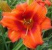 Photo of Daylily (Hemerocallis 'Mended Heart') uploaded by chalyse