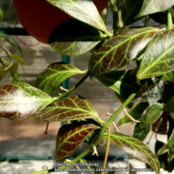 Location: My Garden
Date: 2013-05-09
When grown in very high light the leaves flush a beautiful red, w