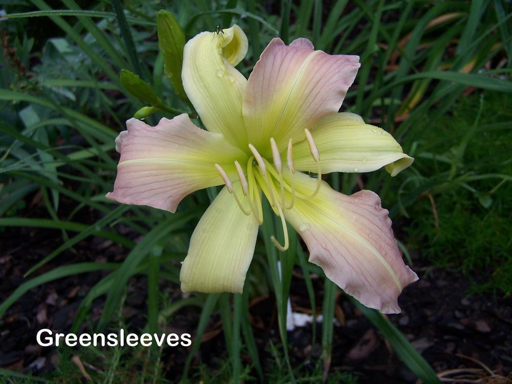 Photo of Daylily (Hemerocallis 'Greensleeves') uploaded by petruske