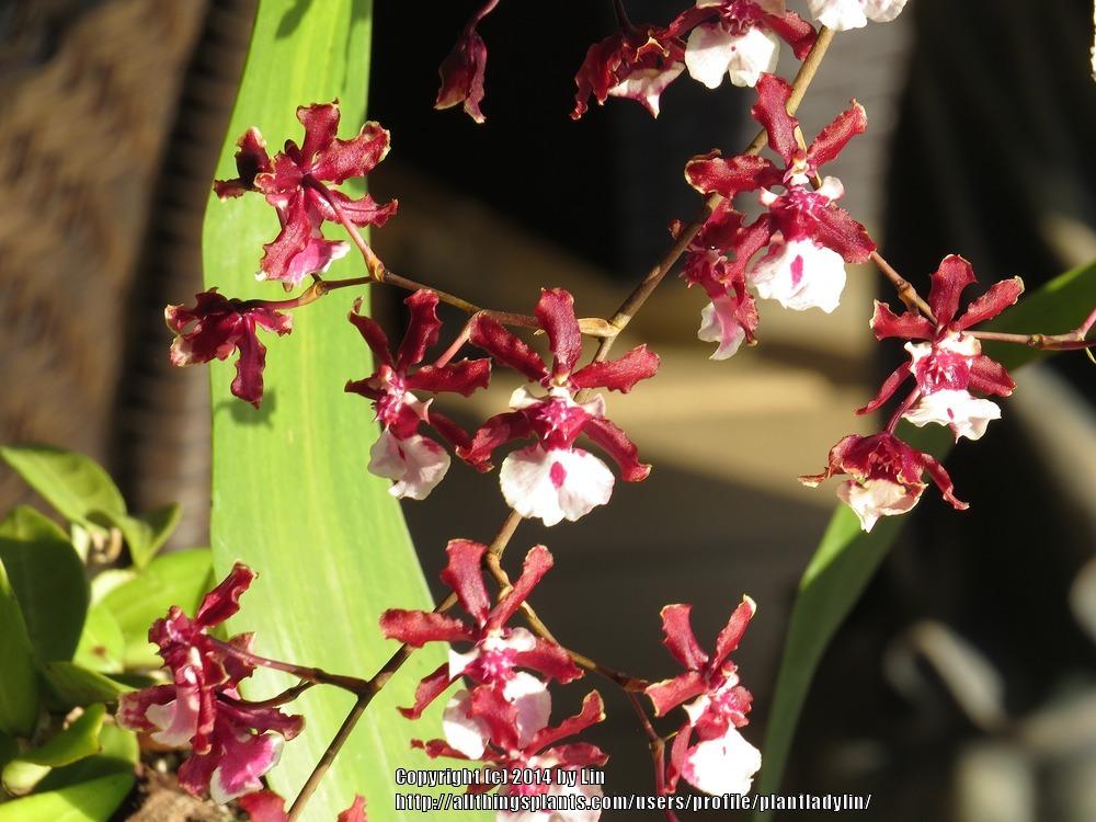 Photo of Chocolate Orchid (Oncidium Sharry Baby) uploaded by plantladylin