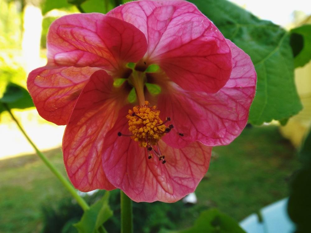 Photo of Flowering Maple (Abutilon 'Bellvue Mix') uploaded by poisondartfrog