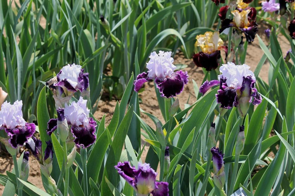Photo of Tall Bearded Iris (Iris 'Salome's Butterfly') uploaded by ARUBA1334
