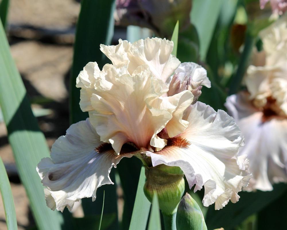 Photo of Tall Bearded Iris (Iris 'Enter the Dragon') uploaded by ARUBA1334