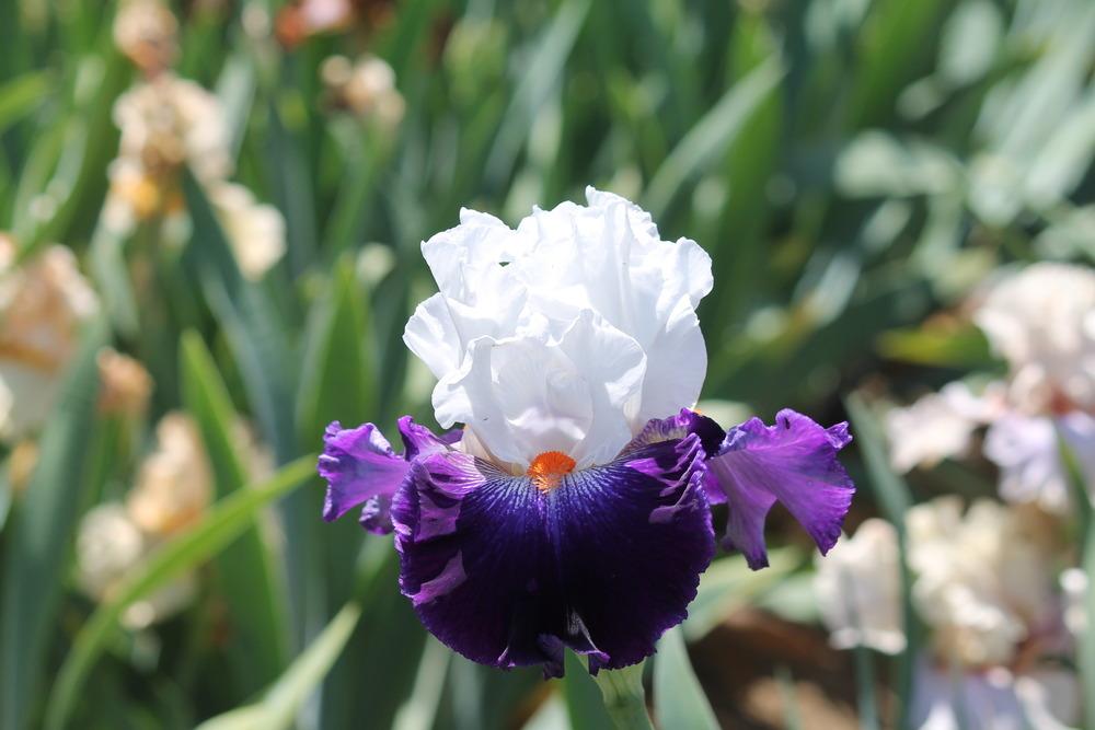 Photo of Tall Bearded Iris (Iris 'Favorite Beau') uploaded by ARUBA1334