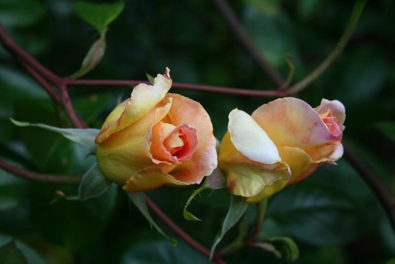 Photo of Rose (Rosa 'Helen Hayes') uploaded by Calif_Sue