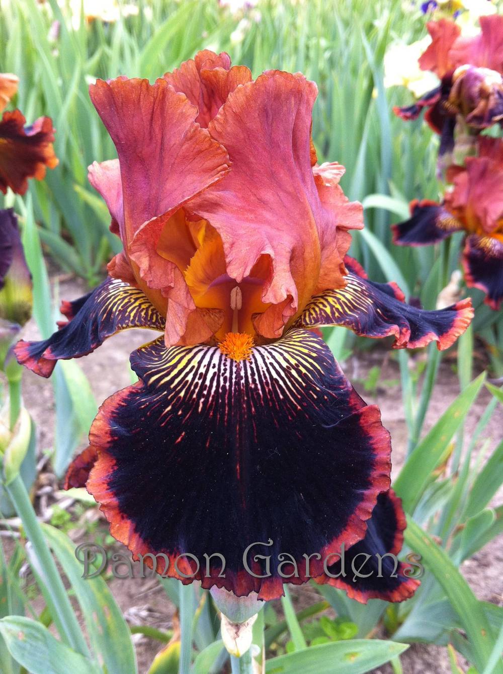 Photo of Tall Bearded Iris (Iris 'Around We Go') uploaded by DamonGardens