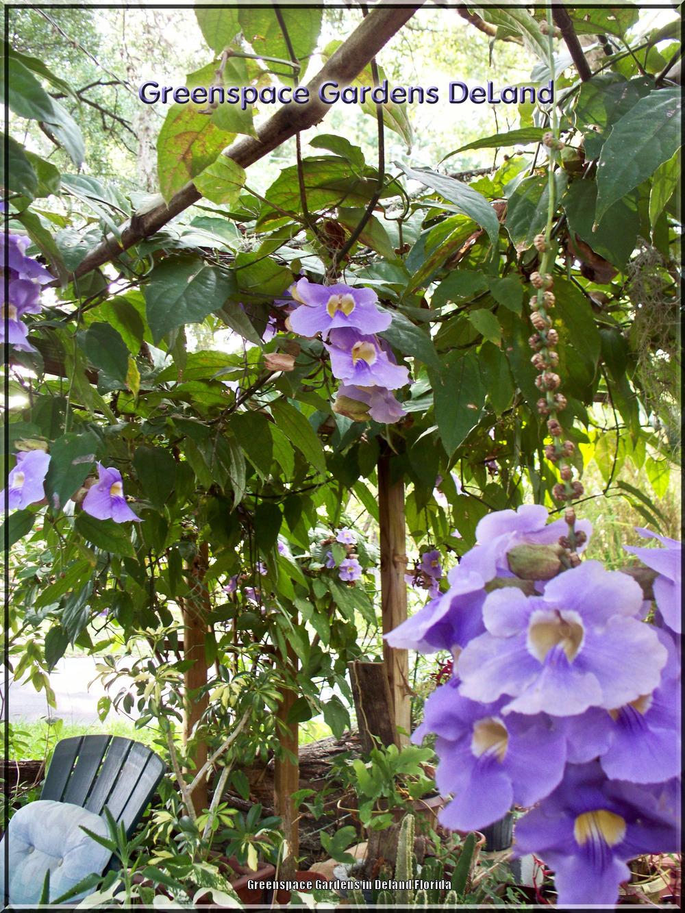 Photo of Blue Sky Vine (Thunbergia grandiflora) uploaded by DavidofDeLand