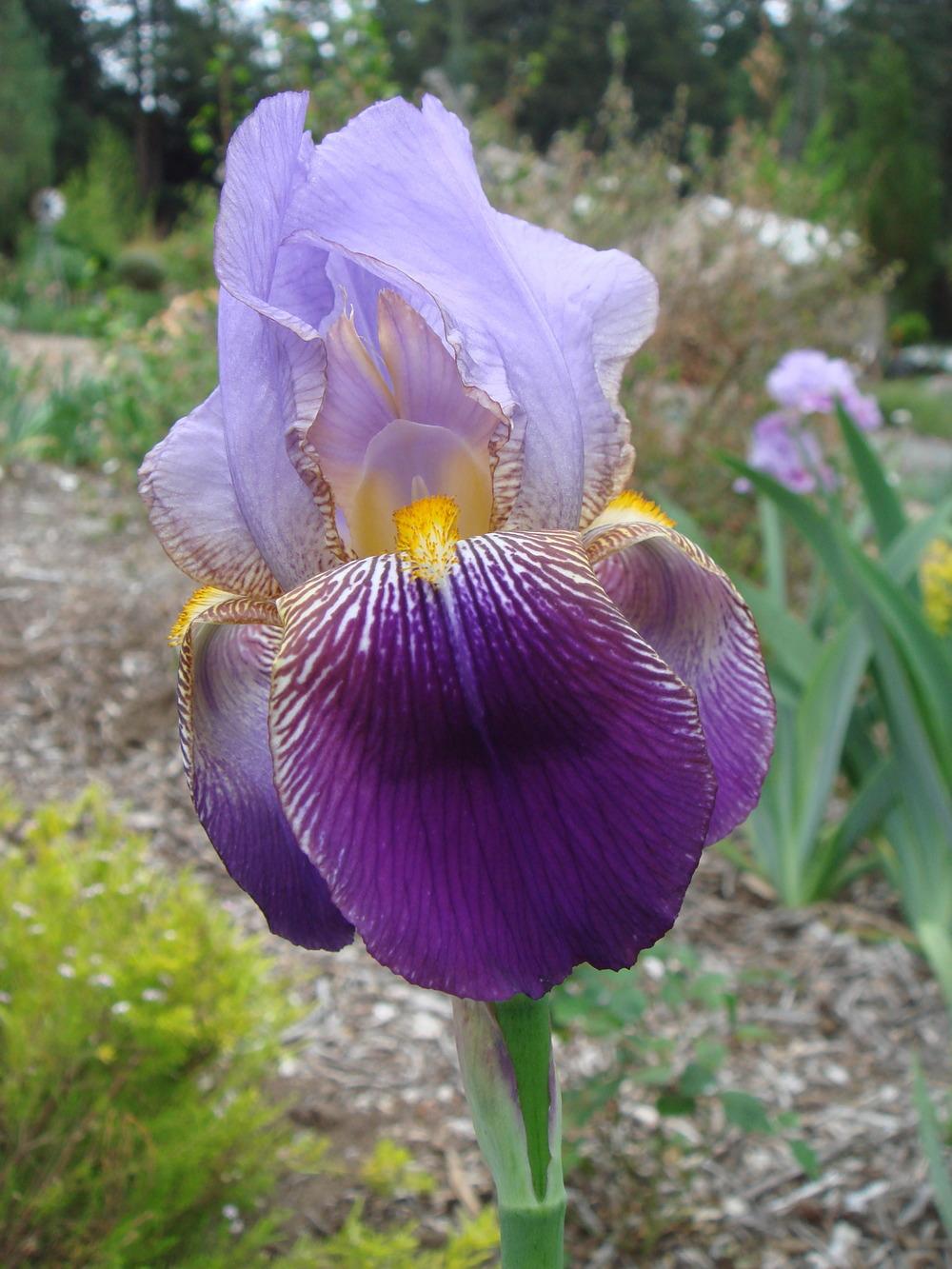 Photo of Tall Bearded Iris (Iris 'Alcazar') uploaded by Henhouse