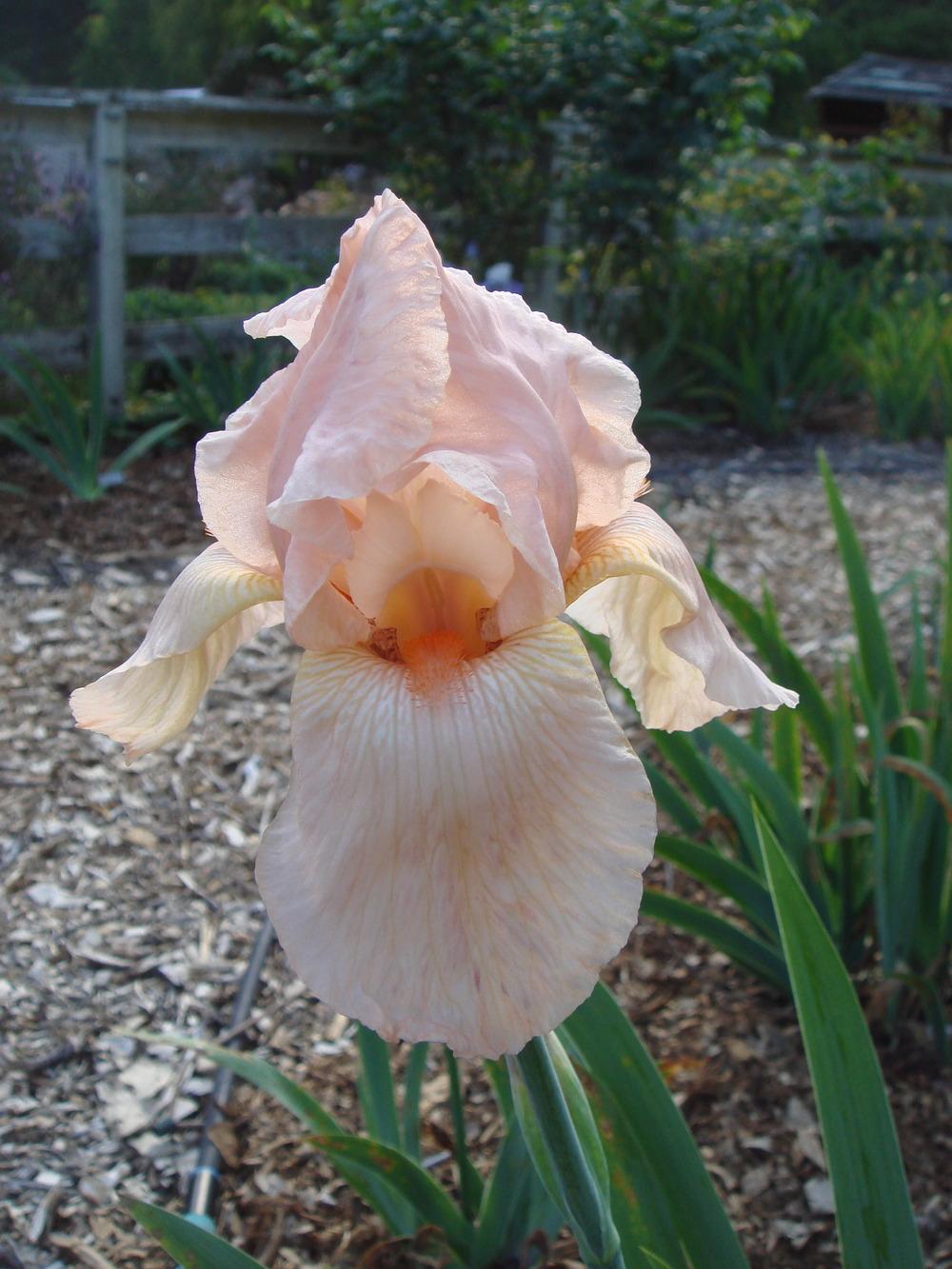Photo of Tall Bearded Iris (Iris 'Cherie') uploaded by Henhouse